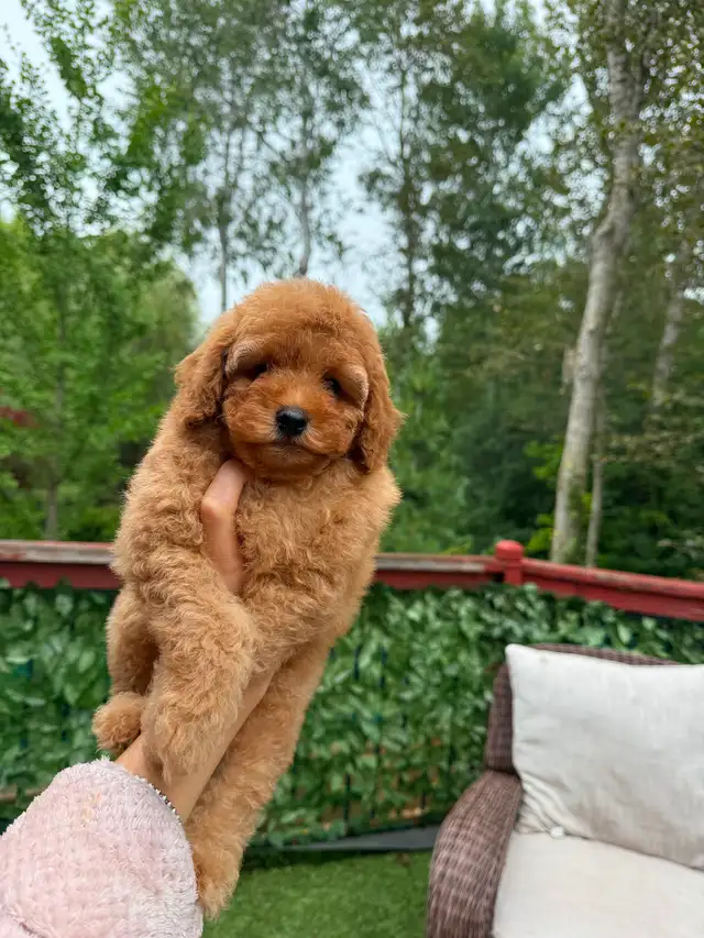 Toy poodle puppies in Dogs & Puppies for Rehoming in City of Toronto - Image 11