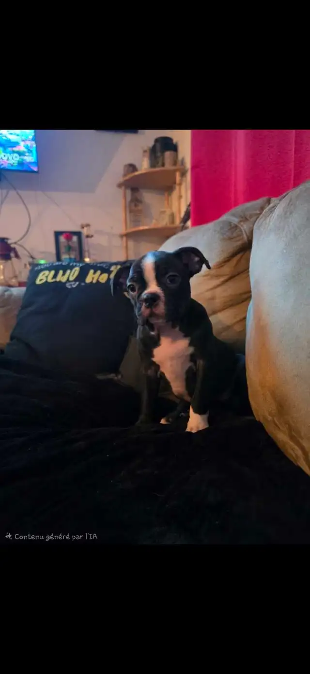 Boston Terrier in Dogs & Puppies for Rehoming in Drummondville - Image 4