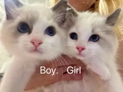 Two months old Ragdoll kittens $600 each One boy one girl ragdoll kittens looking for new home , dew...