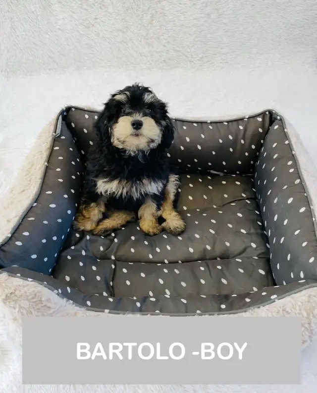 ❤️Maltipoo puppys are ready❤️ in Dogs & Puppies for Rehoming in City of Toronto - Image 2