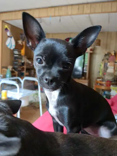 Chihuahua, tiny female, 6 mo's old. , View more