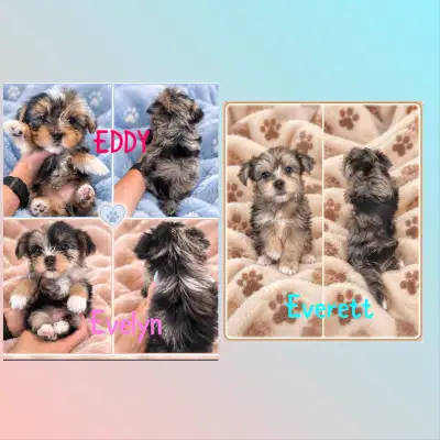 Exotic Merele Yorkies, View more