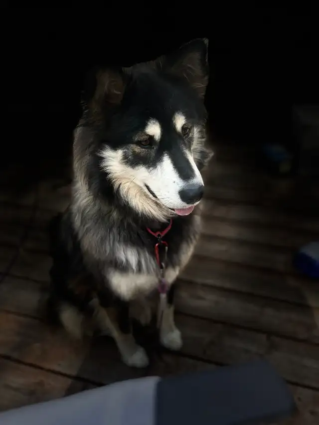 Lost Siberian Husky, wearing Red Collar, friendly. Not tags . in Lost & Found in Winnipeg - Image 4