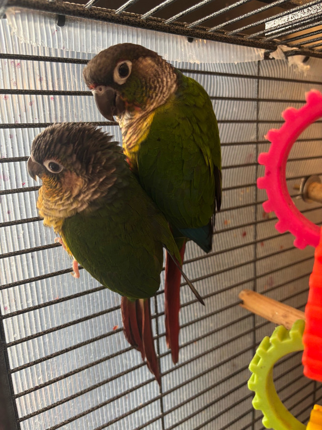 Pare of Greenchick conures in Birds for Rehoming in Markham / York Region