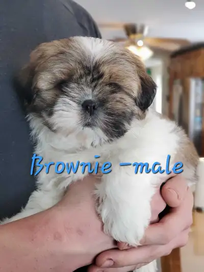 Adorable Shih Tzu Puppies, View more