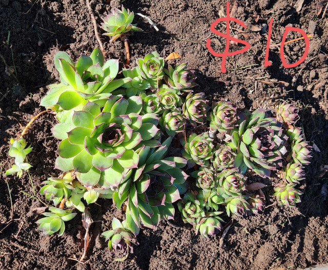 Hen and chicks plants  in Plants, Fertilizer & Soil in London - Image 4