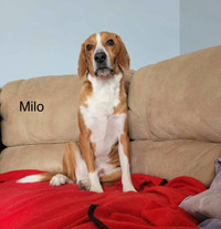 Milo-5yr male beagle/border collie mix