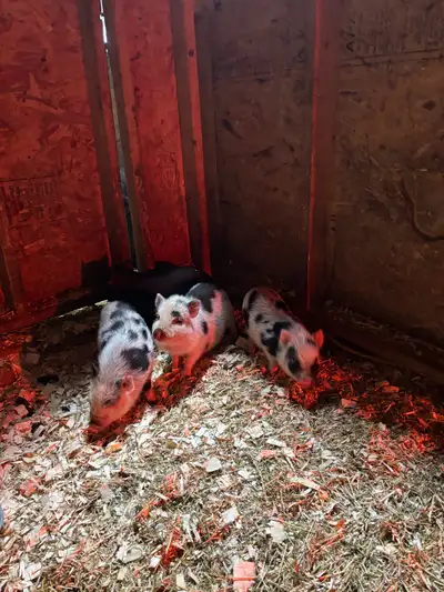 Hobby farm worker, View more