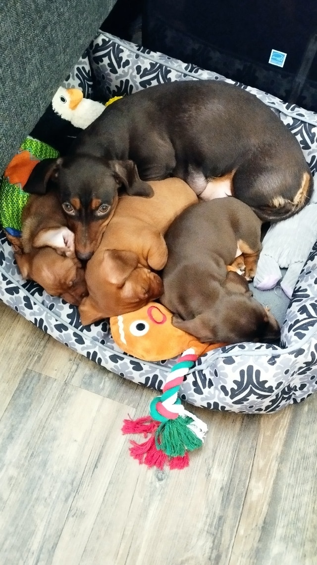 Mini wiener dacschund puppy Dogs & Puppies for Rehoming