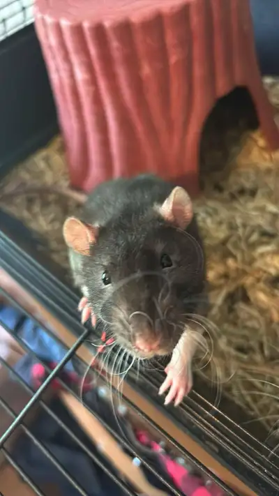 male rat free, View more