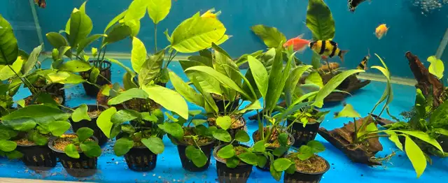 Anubias plants  in Fish for Rehoming in Mississauga / Peel Region - Image 3