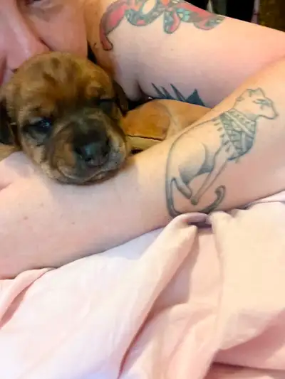 This is Dixie she is only 3 weeks currently and won’t be rehomed until 8-12 weeks Dixie and her brot...