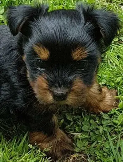 We have 1 male Yorkie puppy looking for his loving forever home. He is 10 weeks old happy healthy an...