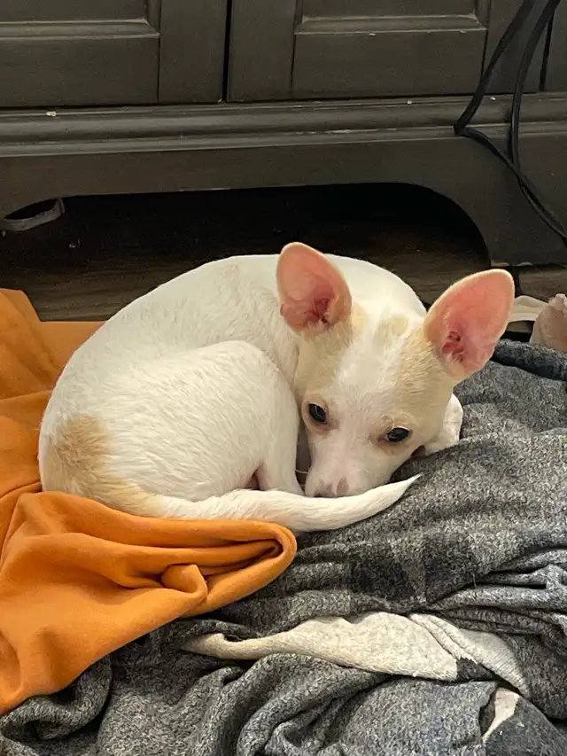 Chug puppies only 2 left in Dogs & Puppies for Rehoming in Moncton - Image 10