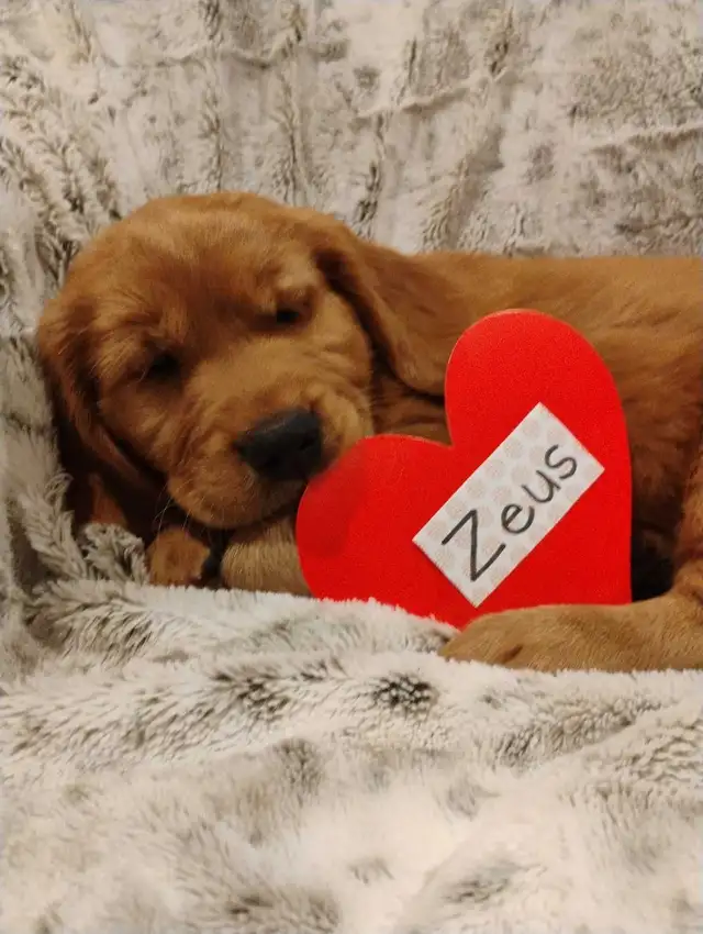 CKC Registered Golden Retriever Pups -1 female left! in Dogs & Puppies for Rehoming in Trenton - Image 4