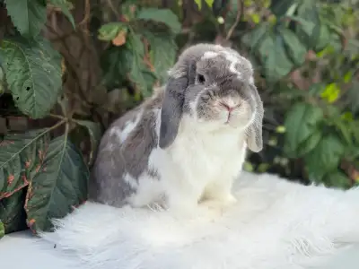 Spayed females holland lop, View more