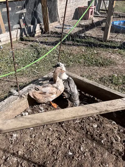 Two ducks looking for new home, View more