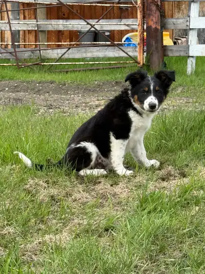 Border Collie × Blue Heeler Puppies for Sale We have a beautiful litter of 3/4 Border Collie and 1/4...