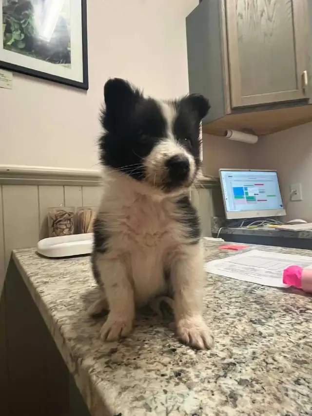 Rough Collie Border Collie Mix Puppies | Dogs & Puppies for Rehoming ...