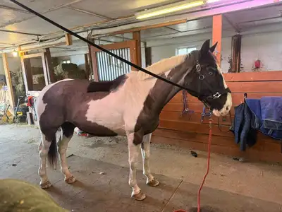 Gorgeous draft cross gelding, View more
