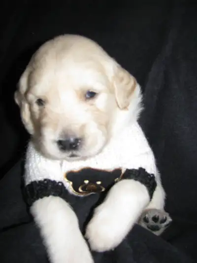 golden retriever reste que 2  PRET A PARTIR  AUJOURD'HUI, View more