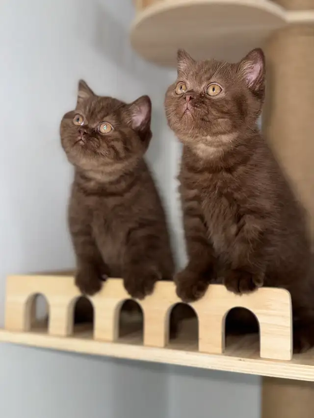 British shorthair TICA  Purebred  kittens in Cats & Kittens for Rehoming in Oakville / Halton Region - Image 3