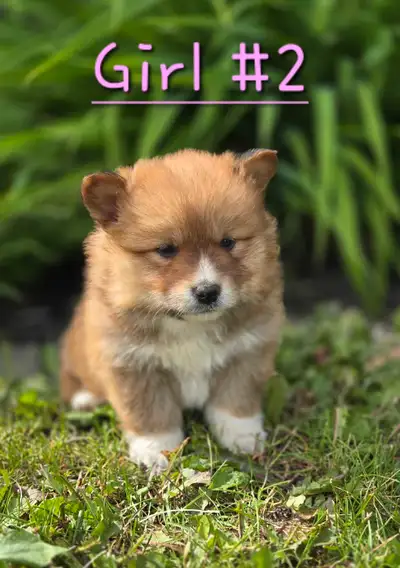Corgi Inu, View more