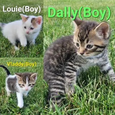 3 Male Kittens for Rehoming, View more