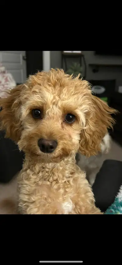 BEAUTIFUL COCKAPOO 9 MONTH OLD FEMALE PUPPY, SPAYED, View more