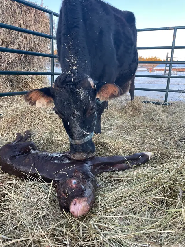 mini jersey heifer calf in Livestock in Vanderhoof - Image 6