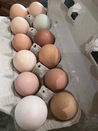 farm fresh eggs, View more
