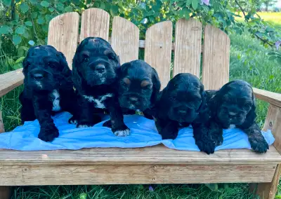 5 gorgeous puppies will be ready for new homes July 3rd. Located in La Crete AB. Delivery to Edmonto...