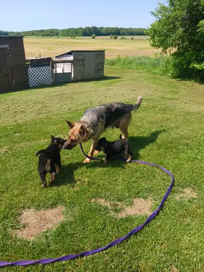 Chiot berger allemand, View more