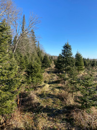 WANTED - land for sale with 30 mins of Fredericton 