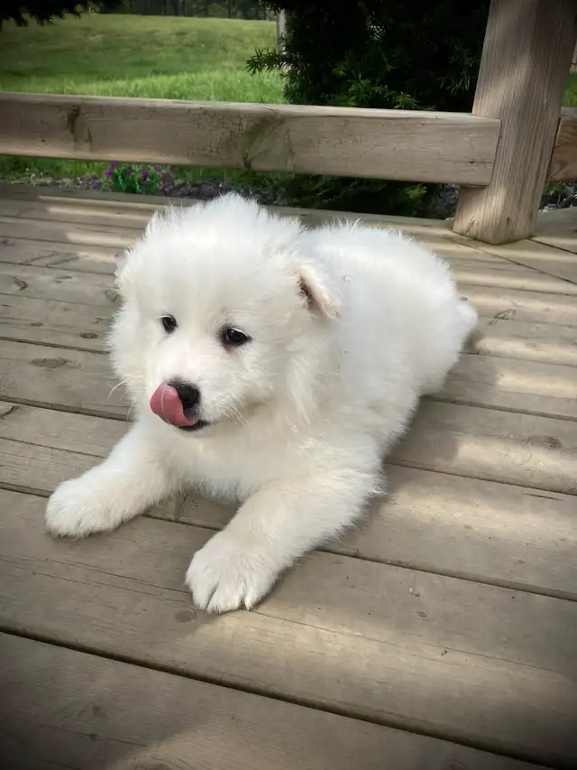 Adorable Purebread Male Samoyed. 8 wks June 20 in Dogs & Puppies for Rehoming in Leamington - Image 5