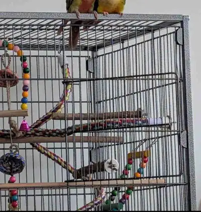 Couple de conures Green Cheek prêt pour reproduction , View more