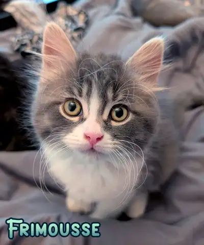 Chatons. Vaccinés 2x, Vermifugés, Stérilisés et micropucés, View more