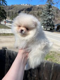 Pomeranian girl! Type teddy bear