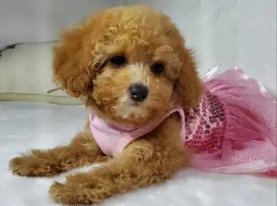 Gorgeous toy poodles, View more