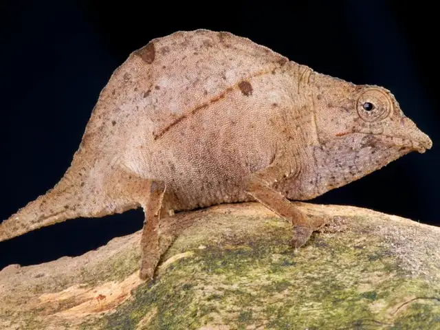 SELDOM SEEN BEAUTIFUL CHAMELEONS SPECIAL in Reptiles & Amphibians for Rehoming in North Bay - Image 7