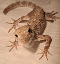 Scorpion Tailed Gecko 