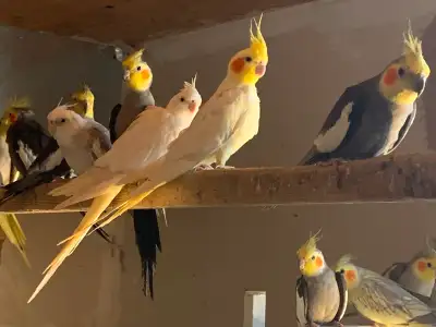 Cockatiels, View more