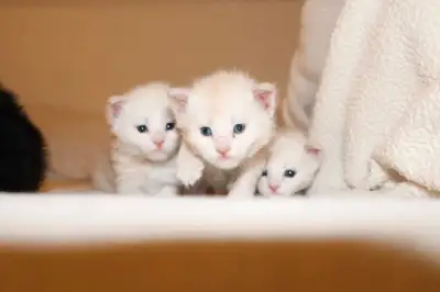 Mainecoon kittens, View more