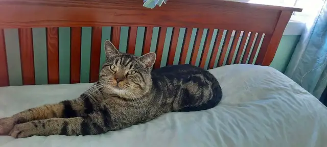 found kitty in Cats & Kittens for Rehoming in North Bay - Image 3