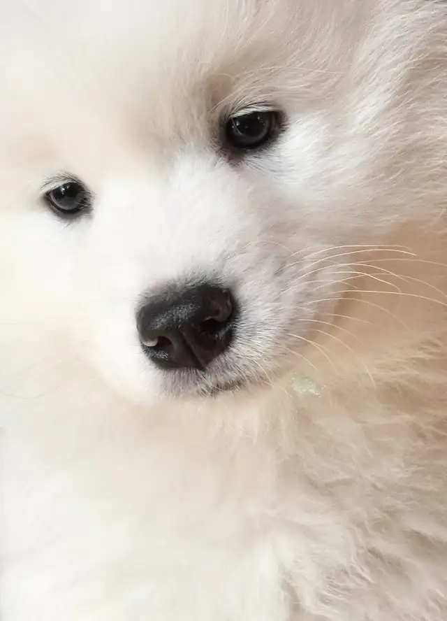 Samoyed Puppies for sale in Dogs & Puppies for Rehoming in Trenton - Image 2
