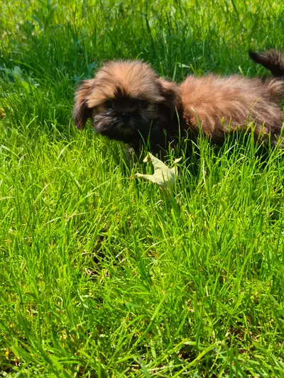We have two male puppies available, They are happy healthy little babies. We estimate the smaller pu...