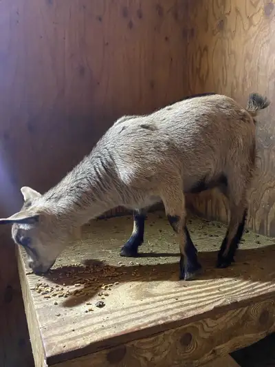 Chevre miniature prete a partir pour adoption. Fera environ 18 pouce de haut, la beige avec corne et...