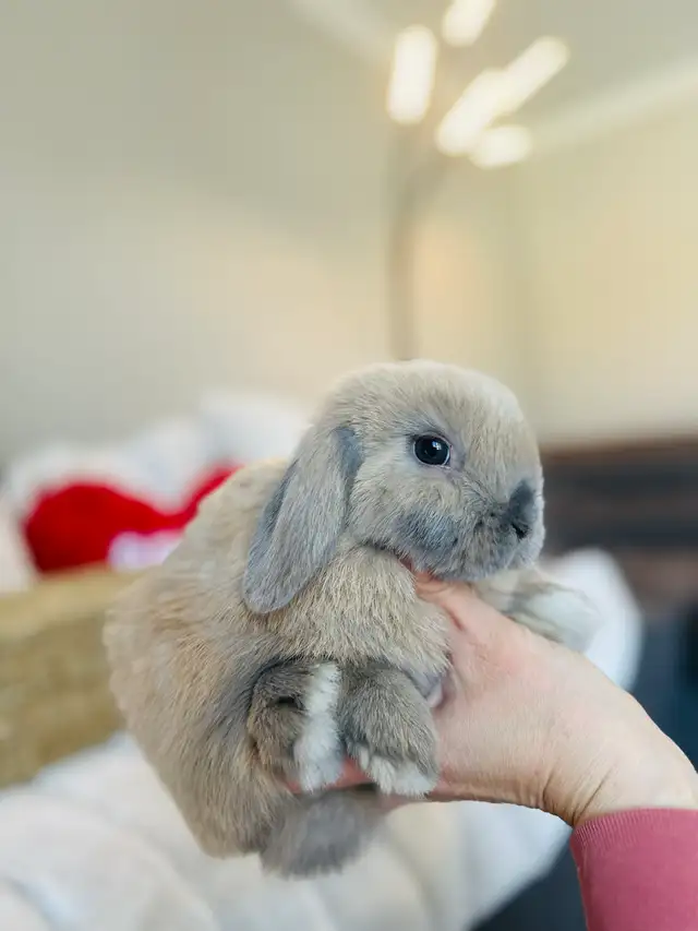 lapins-nain bélier hollandais mâles in Small Animals for Rehoming in Laval / North Shore - Image 2