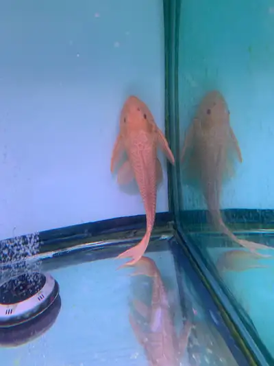 I have an Abino Pleco for sale . I got too many fishes so it’s getting crowded. I wanted to get rid...