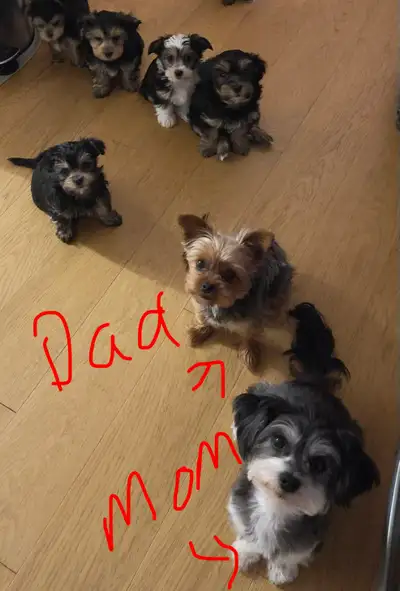 Morkie pups ready to go in June, View more